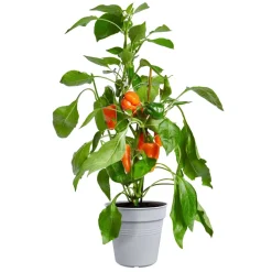 Pot de culture Green Basics Ø40cm violet ELHO