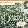 Potentille arbustive "Abbotswood" Pot 4.5L SILENCE ÇA POUSSE