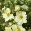 Potentille arbustive "Cream'issima" Pot 4L SILENCE ÇA POUSSE