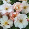 Potentille arbustive "Double Punch Pastel" Pot 4L