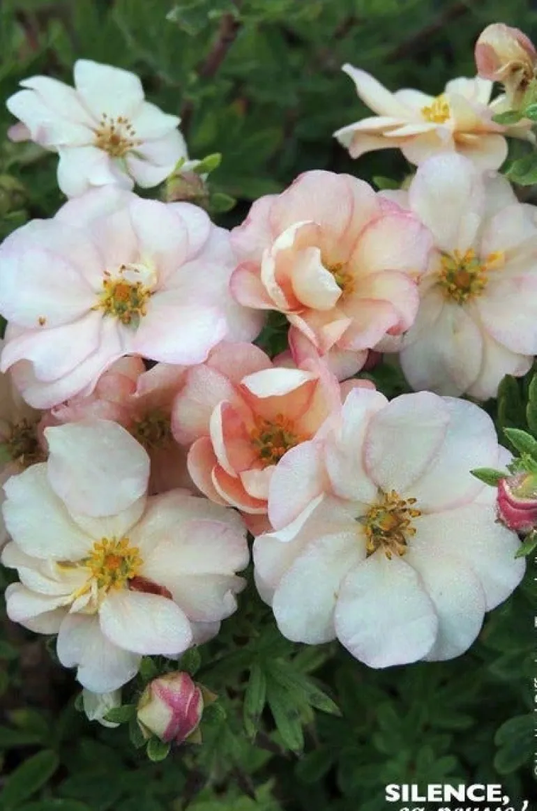 Potentille arbustive "Double Punch Pastel" Pot 4L