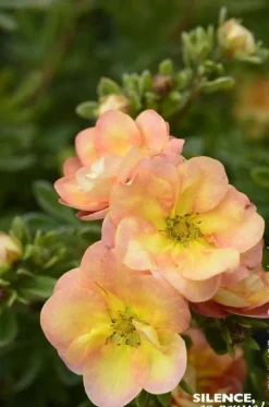 Potentille arbustive "Double Punch Peach" Pot 4L