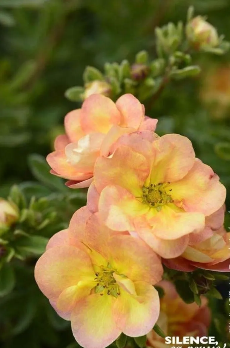Potentille arbustive "Double Punch Peach" Pot 4L