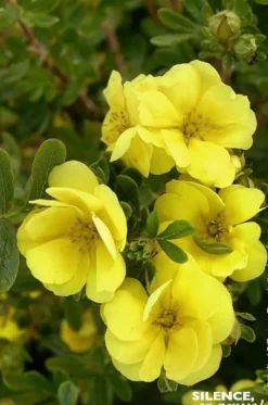 Potentille arbustive "Double Punch Gold" Pot 4L