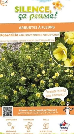 Potentille arbustive "Double Punch Gold" Pot 4L