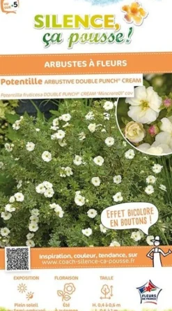 Potentille arbustive "Double Punch Cream" Pot 4L