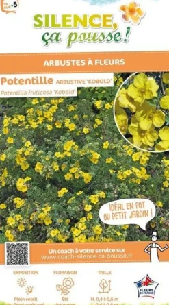 Potentille arbustive "Kobold" Pot 4.5L SILENCE ÇA POUSSE