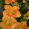 Potentille arbustive "Orang'issima" Pot 4L SILENCE ÇA POUSSE
