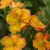 Potentille arbustive "Solar'issima" Pot 4L SILENCE ÇA POUSSE