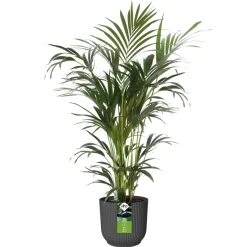 Pot Vibes rond All-in-1 Ø18cm auto-arrosage anthracite