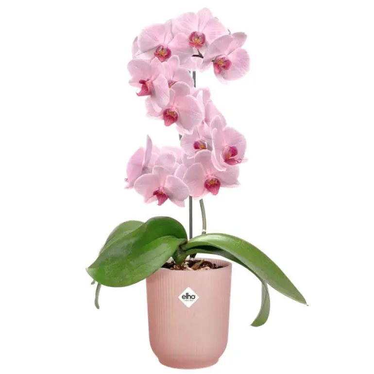 Pot Vibes spécial orchidée Ø13 x 15 cm rose