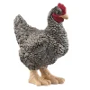 Poule Plymouth Rock