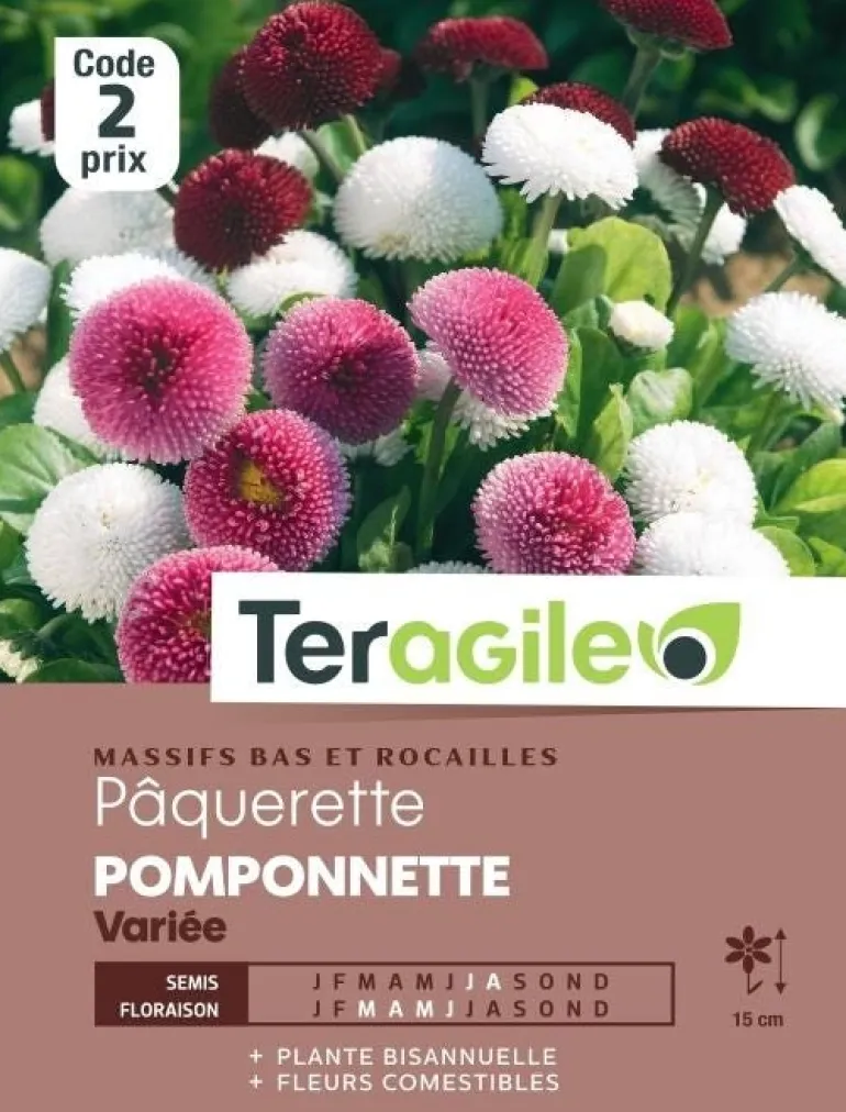 Pâquerette Pomponnette Variée 0,2g TERAGILE