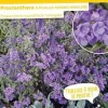 Prostanthera à feuilles rondes panachée Pot 4.5L