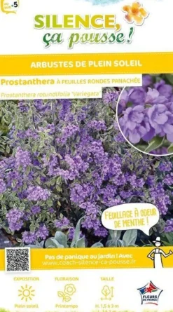 Prostanthera à feuilles rondes panachée Pot 4.5L