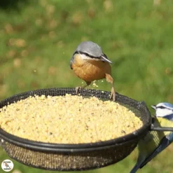 Pâtée pour oiseaux de la nature oeufs 1kg