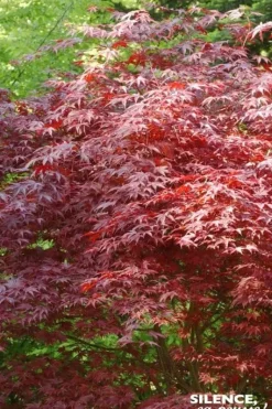 Érable du Japon "Atropurpureum" Pot 10L SILENCE ÇA POUSSE