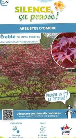 Érable du Japon "Atropurpureum" Pot 10L SILENCE ÇA POUSSE