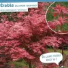 Érable du Japon "Deshojo" Pot 4.5L SILENCE ÇA POUSSE
