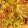 Érable du Japon "Orange Dream" Pot 10L SILENCE ÇA POUSSE