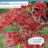 Érable du Japon "Osakazuki" Pot 4.5L SILENCE ÇA POUSSE