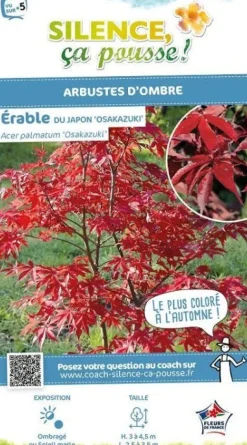 Érable du Japon "Osakazuki" Pot 4.5L SILENCE ÇA POUSSE