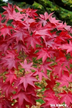 Érable du Japon "Osakazuki" Pot 4.5L SILENCE ÇA POUSSE