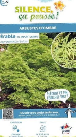 Érable du Japon "Seiryu" Pot 10L SILENCE ÇA POUSSE