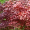Érable du Japon "Atropurpureum" Pot 4.5L SILENCE ÇA POUSSE
