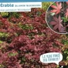 Érable du Japon "Bloodgood" Pot 10L SILENCE ÇA POUSSE