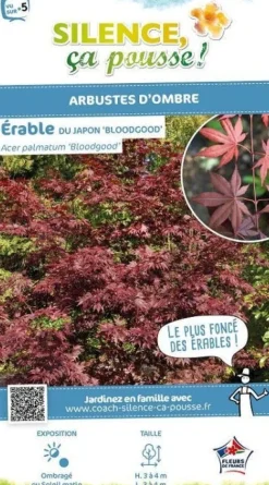 Érable du Japon "Bloodgood" Pot 10L SILENCE ÇA POUSSE