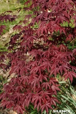 Érable du Japon "Bloodgood" Pot 10L SILENCE ÇA POUSSE