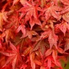 Érable du Japon "Deshojo" Pot 10L SILENCE ÇA POUSSE