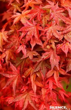 Érable du Japon "Deshojo" Pot 10L SILENCE ÇA POUSSE
