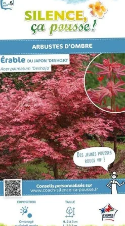 Érable du Japon "Deshojo" Pot 10L SILENCE ÇA POUSSE