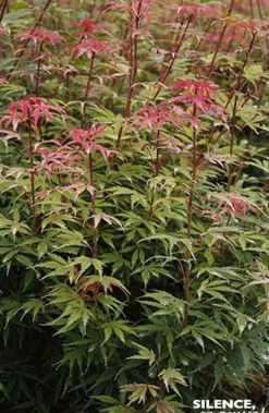 Érable du Japon Jerre Schwartz Pot 10L