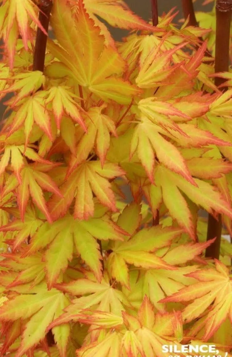 Érable du Japon "Orange Dream" Pot 10L SILENCE ÇA POUSSE