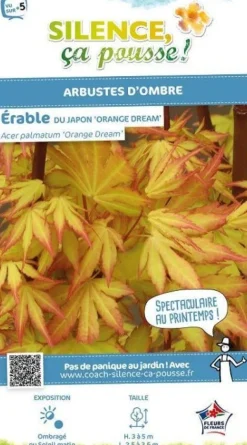 Érable du Japon "Orange Dream" Pot 4.5L SILENCE ÇA POUSSE