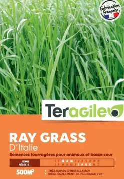 Ray grass Italie 500g