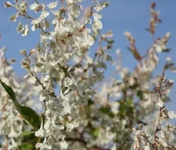 Renouée grimpante "Aubertii" Pot 3L