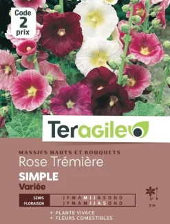 Rose Trémière Simple Variée 2g TERAGILE