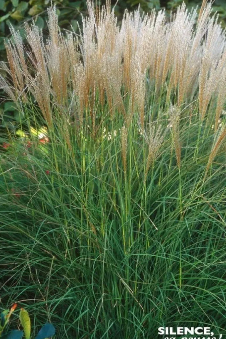 Roseau de Chine "Kleine Silberpinne" Pot 4.5L