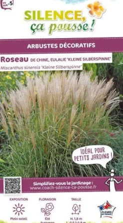 Roseau de Chine "Kleine Silberpinne" Pot 4.5L