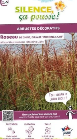 Roseau de Chine "Morning Light" Pot 4.5L SILENCE ÇA POUSSE