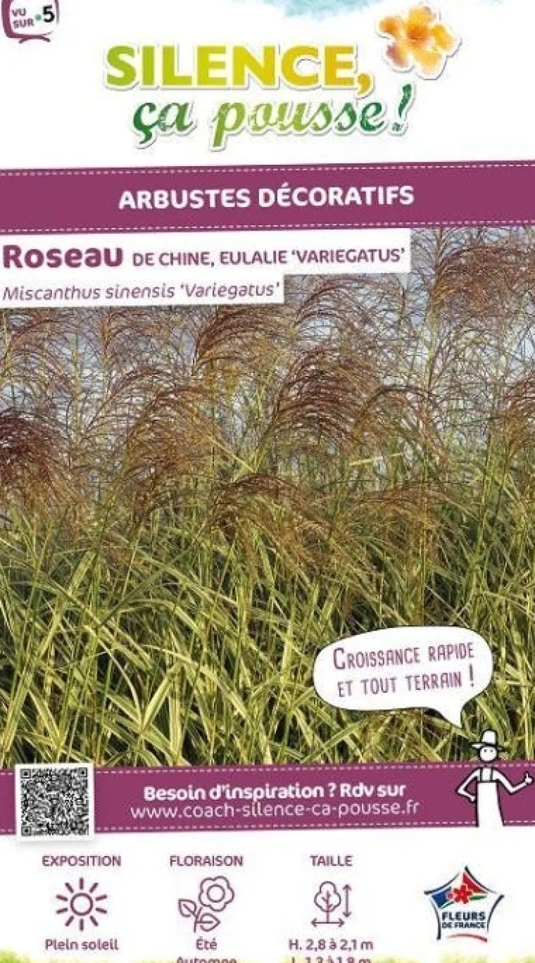 Roseau de Chine panaché Pot 4.5L SILENCE ÇA POUSSE
