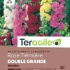 Rose Trémière Double Grande Variée 2g TERAGILE