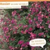 Rosier de Chine "Mutabilis" Pot 4.5L SILENCE ÇA POUSSE