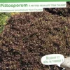 Rosier paysager "Happy Chappy" Pot 4.5L SILENCE ÇA POUSSE