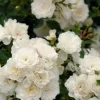Rosier paysager "Snow Pop" Pot 4.5L SILENCE ÇA POUSSE