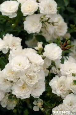 Rosier paysager "Snow Pop" Pot 4.5L SILENCE ÇA POUSSE